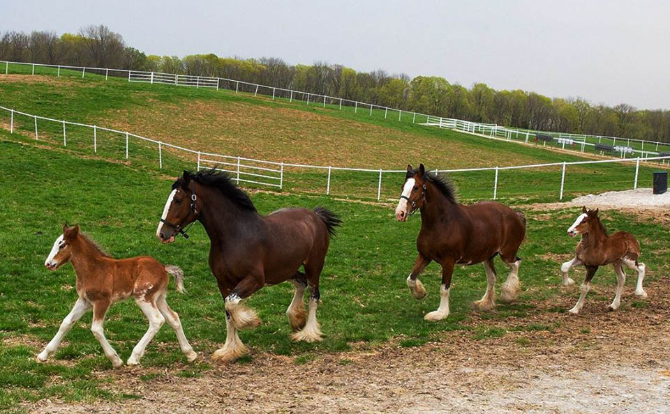 Clydesdale Horses